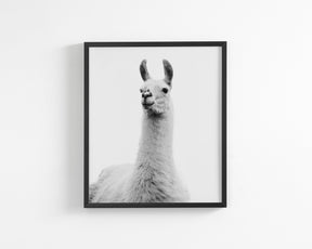 White on White Llama Photograph