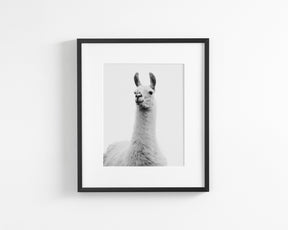 White on White Llama Photograph