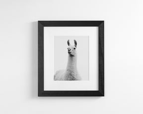 White on White Llama Photograph