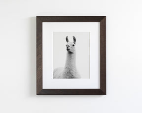 White on White Llama Photograph