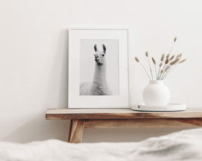 White on White Llama Photograph