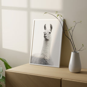 White on White Llama Photograph