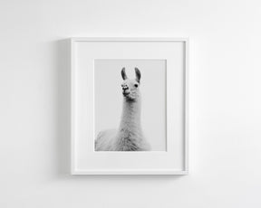 White on White Llama Photograph