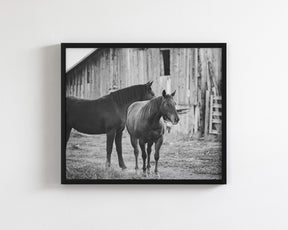 Western Barn Horses