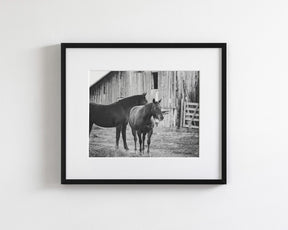 Western Barn Horses