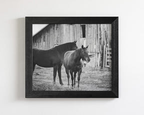Western Barn Horses