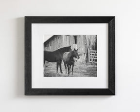 Western Barn Horses