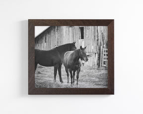 Western Barn Horses