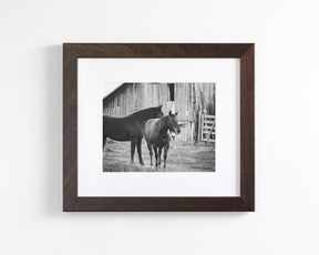 Western Barn Horses