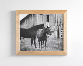 Western Barn Horses