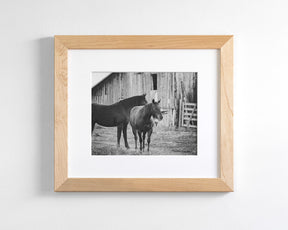 Western Barn Horses