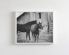 Western Barn Horses