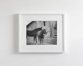 Western Barn Horses