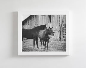 Western Barn Horses