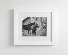 Western Barn Horses