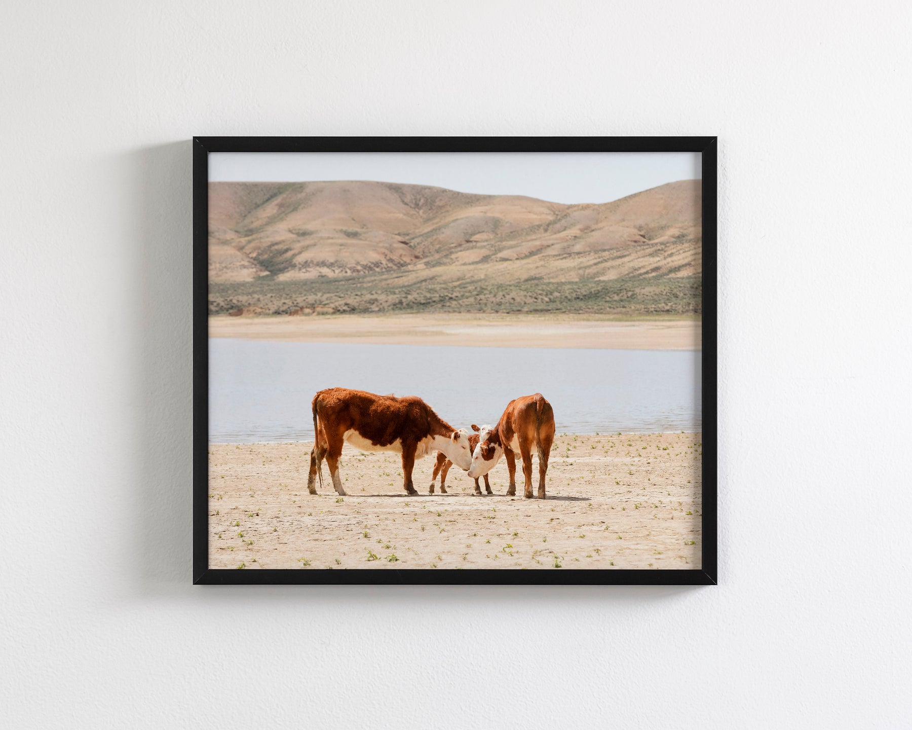 Cattle Connection