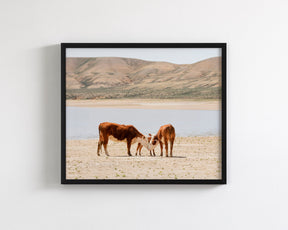 Cattle Connection