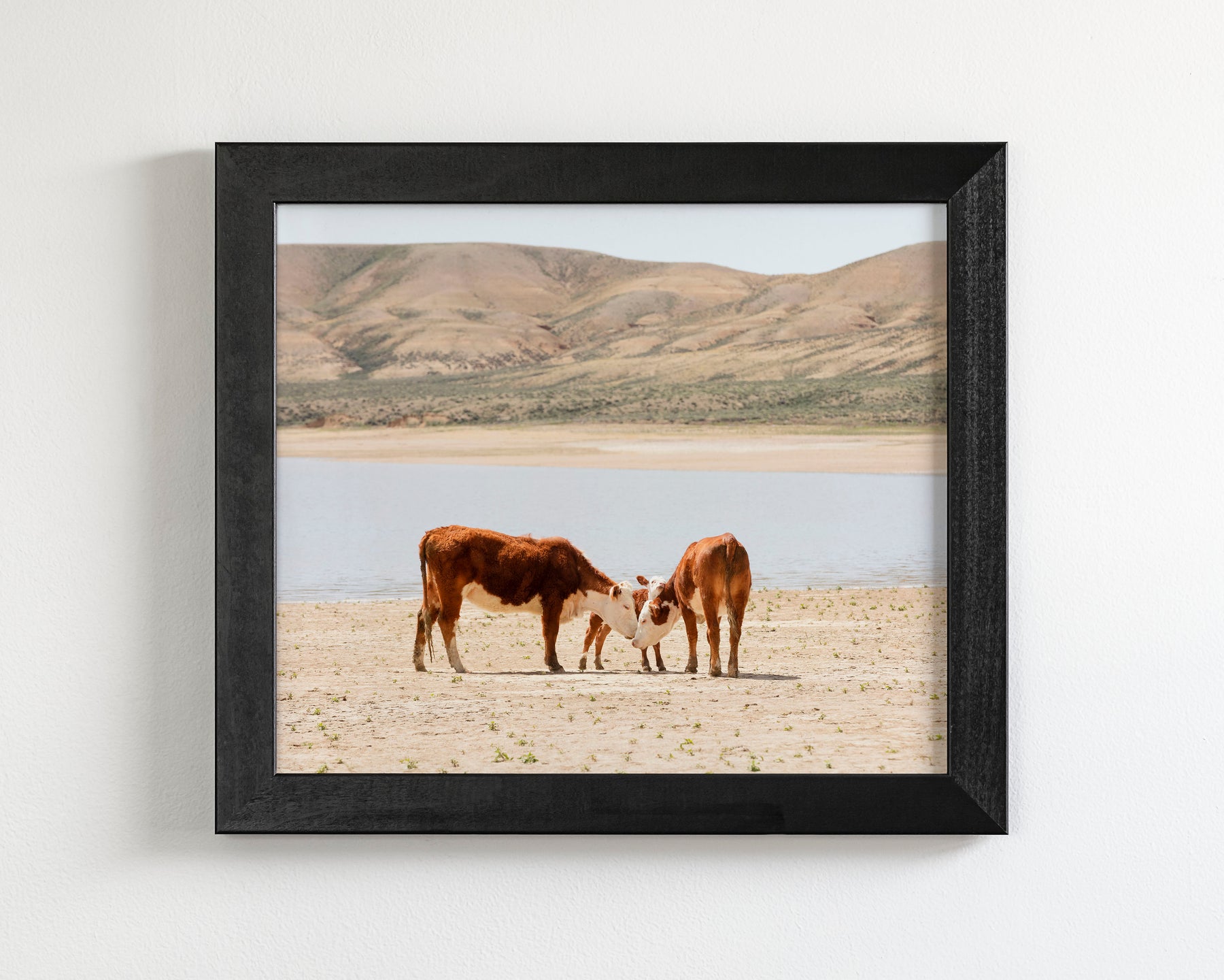 Cattle Connection
