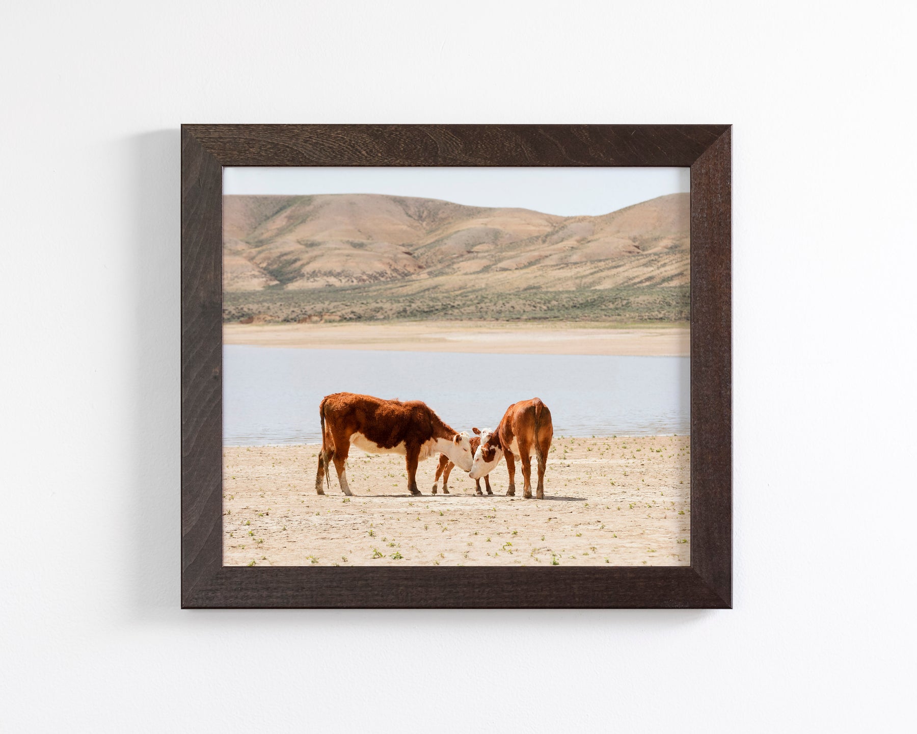Cattle Connection