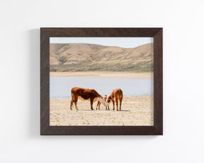Cattle Connection