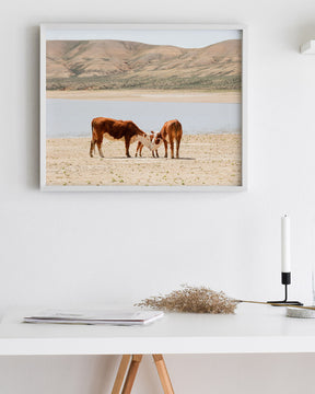 Cattle Connection