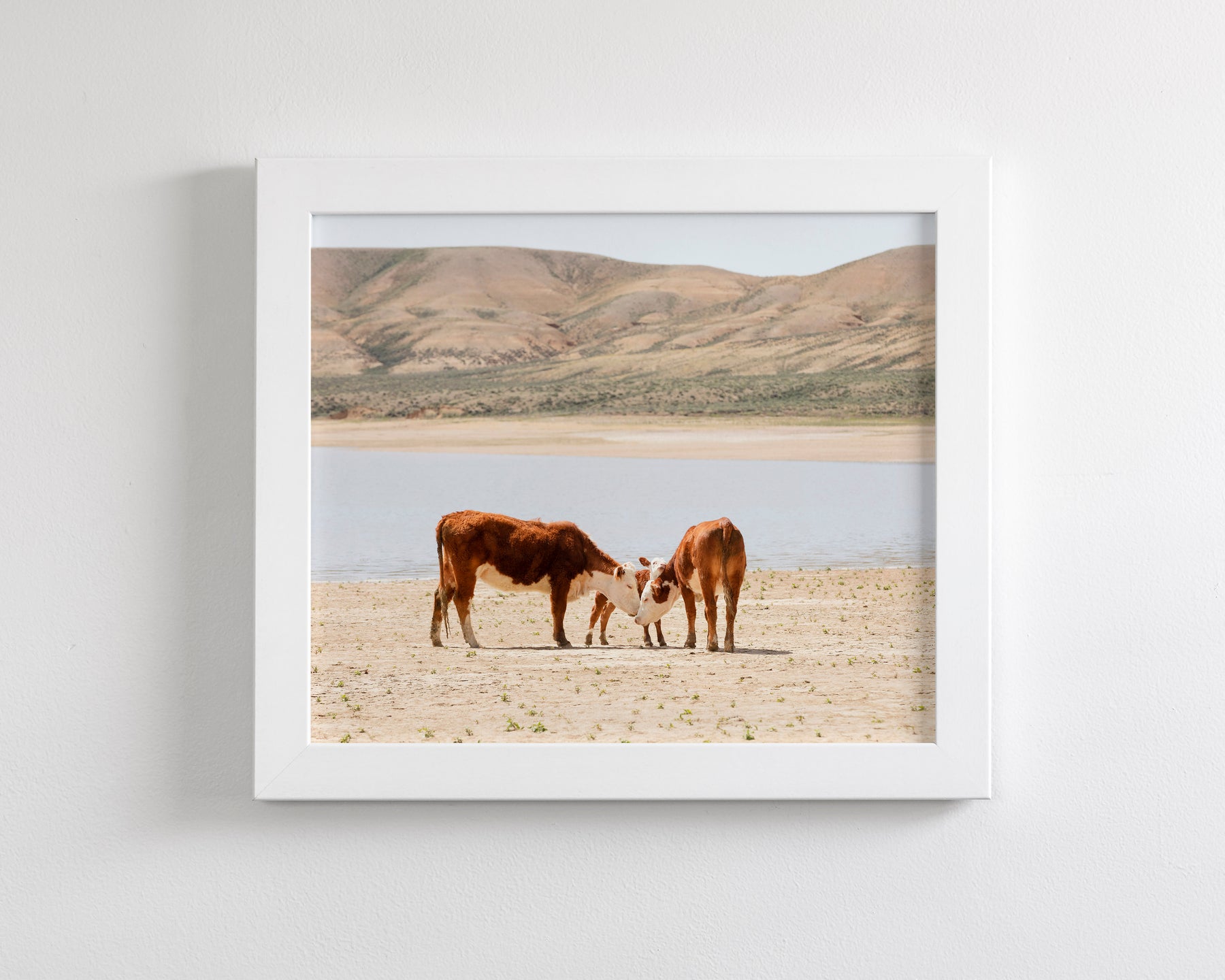 Cattle Connection
