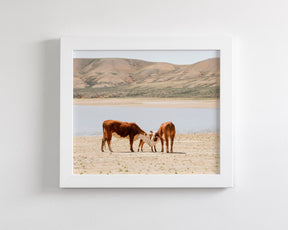 Cattle Connection