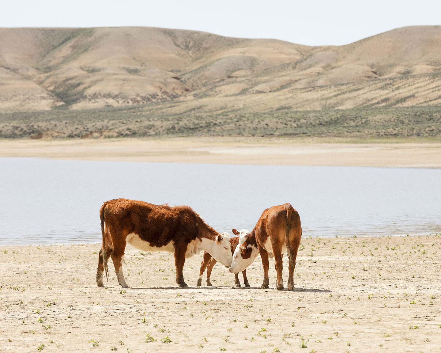 Cattle Connection
