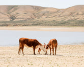Cattle Connection