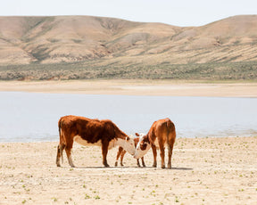Cattle Connection