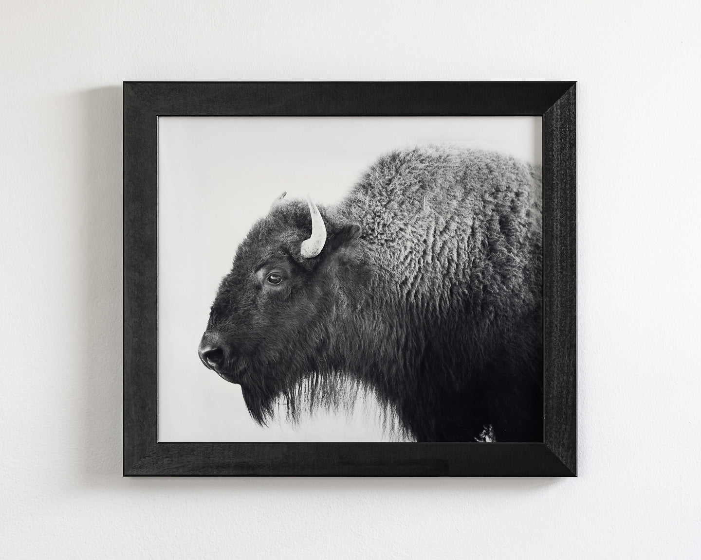 Black & White Buffalo and Bison Photography: Prints & Wall Art