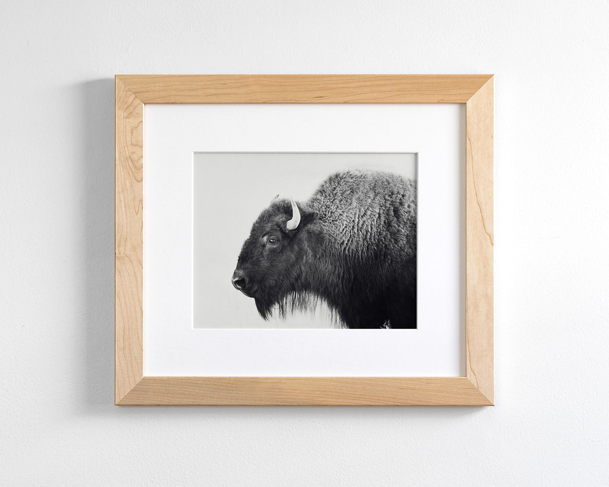 Bison Photograph