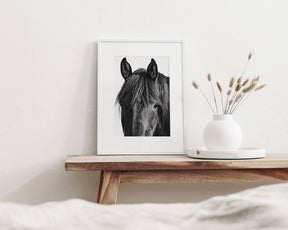 Black Horse Photograph