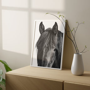 Black Horse Photograph