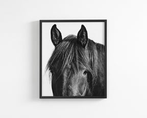 Black Horse Photograph