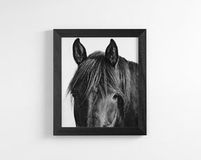 Black Horse Photograph