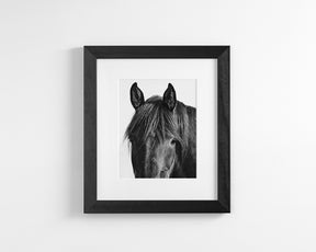 Black Horse Photograph