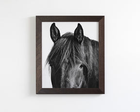 Black Horse Photograph