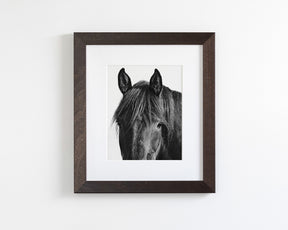 Black Horse Photograph