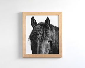 Black Horse Photograph