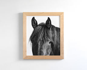 Black Horse Photograph