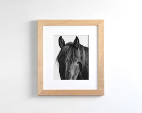 Black Horse Photograph