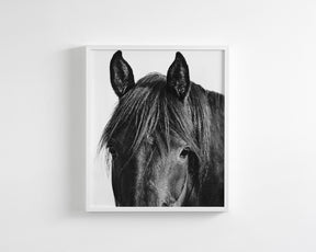 Black Horse Photograph