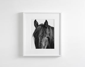 Black Horse Photograph