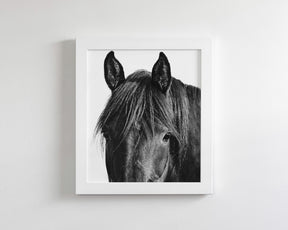 Black Horse Photograph