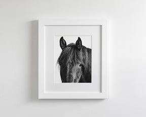 Black Horse Photograph