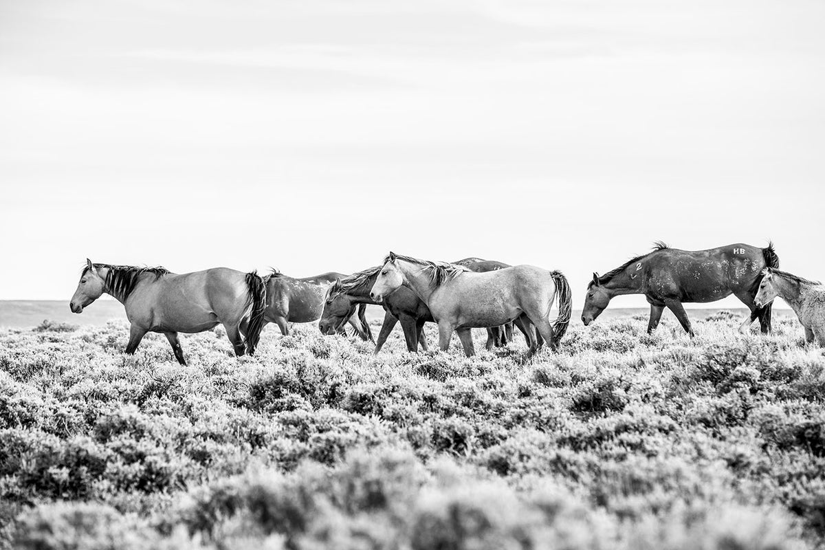 Wild Beauty