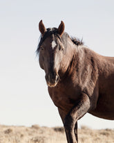 Wild Stallion Portrait