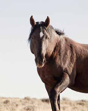 Wild Stallion Portrait