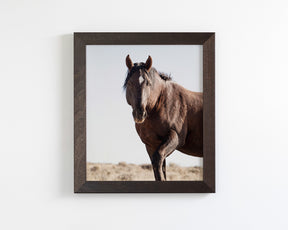 Wild Stallion Portrait